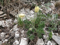 Pulsatilla albana