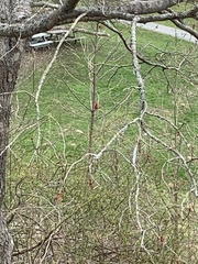 Cardinalis cardinalis