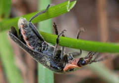 Atalantycha dentigera