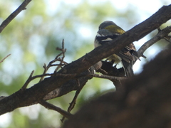 Fringilla coelebs africana