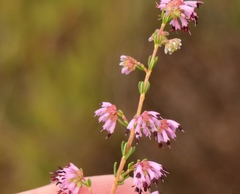 Erica dispar