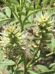 Glycyrrhiza