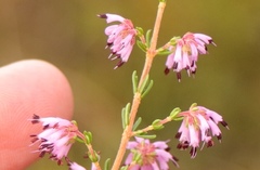 Erica dispar