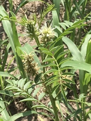 Glycyrrhiza