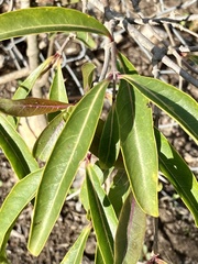 Strophanthus amboensis