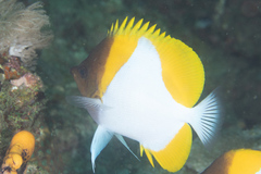 Hemitaurichthys polylepis