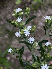 Stevia rebaudiana