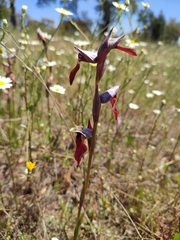 Serapias × ambigua