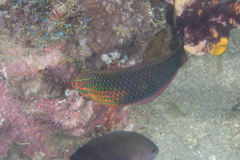 Halichoeres biocellatus