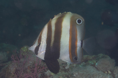 Coradion melanopus