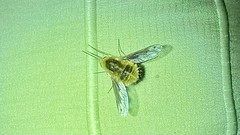 Bombylius fimbriatus
