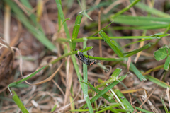 Atalantycha dentigera