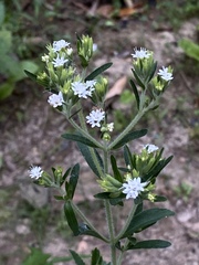 Stevia rebaudiana