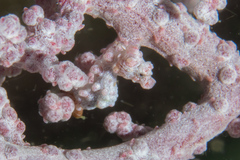 Hippocampus bargibanti