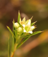 Diosma aristata