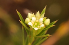 Diosma aristata