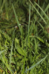 Cynosurus cristatus