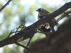 Fringilla coelebs africana