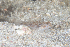 Shoulderspot Goby photo 1