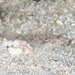 Fusigobius humeralis - Photo (c) Mark Rosenstein, algunos derechos reservados (CC BY-NC-SA), subido por Mark Rosenstein