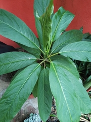 Sapium glandulosum