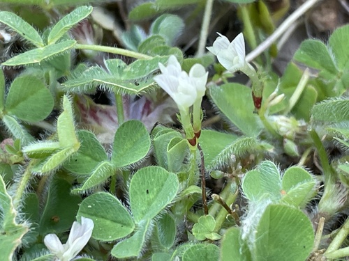iNaturalist observation photo of Subterranean Clover