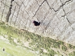 Chrysopilus basilaris