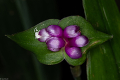 Magnoliopsida