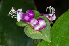 Magnoliopsida