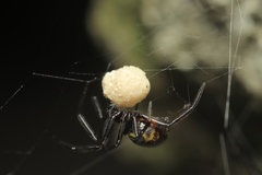 Steatoda cingulata