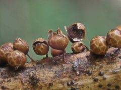 Polyschismium peyerimhoffii