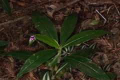 Magnoliopsida