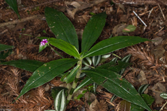 Magnoliopsida