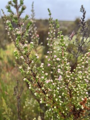 Erica placentiflora