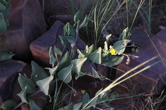 Talinum arnotii