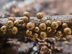 Polyschismium peyerimhoffii