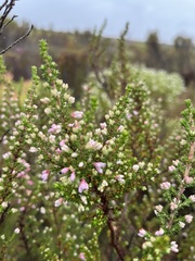 Erica placentiflora