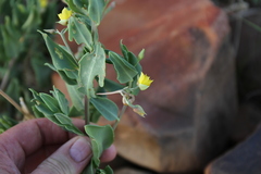 Talinum arnotii