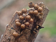 Polyschismium peyerimhoffii