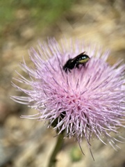 Osmia montana