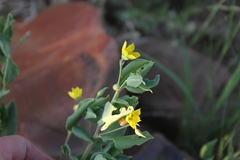Talinum arnotii