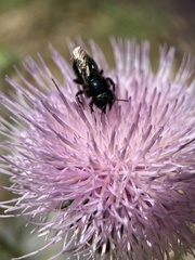 Osmia montana