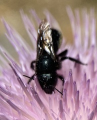 Osmia montana