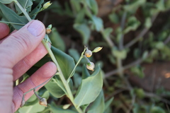 Talinum arnotii