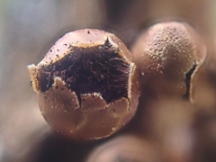 Polyschismium peyerimhoffii