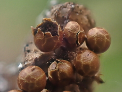 Polyschismium peyerimhoffii