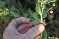 Talinum arnotii