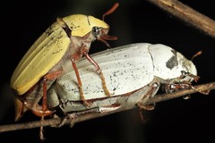 Cyphochilus apicalis