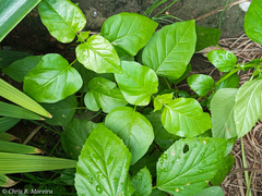 Commicarpus tuberosus