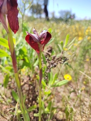 Serapias × rainei